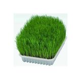 Legopet Ebotanik Kedi Otu Mix Karışım Kedi Çimi 100 gr