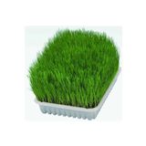 Legopet Kedi Otu Mix Karışım Kedi Çimi 100 gr