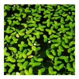 Lemna Minor Mercimek 30x30cm Su Üstü Canlı Bitki