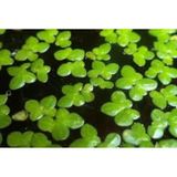 Lemna Minor Su Mercimeği Akvaryum Bitkisi 15 X 15 Cm
