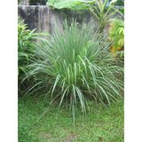 Lemon Grass Fidesi