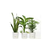 leogarden 3 Lü Kombin Begonya 5 Lt 3 Adet Saksı Ağız Çapı 21 Cm Yükseklik 20.5 Cm