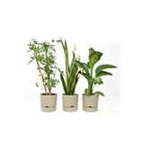 leogarden 3'lü Kombin Begonya 9lt Saksı Bej Krem(LEO FLOWERS ÜRÜNÜDÜR)ağız Çapı 24.5 Cm Yükseklik 23 Cm
