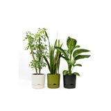 leogarden 3'lü Kombin Begonya 9lt Saksı(YEŞİL-KREM-ANTRASİT)(leo Flowers )ağız Çapı 24.5 Cm Yükseklik 23 Cm