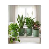 leogarden Begonya 5 Lt Yeşil Saksı (LEOFLOWERS ÜRÜNÜ) Fma044643