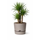 leogarden Begonya 5lt Bej Krem Saksı (LEOFLOWERS ÜRÜNÜ) Ağız Çapı 21 Cm Yükseklik 20.5 Cm