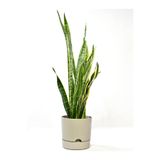 leogarden Begonya 9 Litre Bej Krem Tabaklı Saksı Ağız Çapı 24.5 Cm Yükseklik 23 Cm
