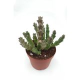 Leş Kaktüs ( Büyük Çiçekli Leopar Desen) - 8.5 Cm Saksıda