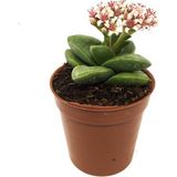 Levant Crassula Spring Time Çiçek Açan Sukulent