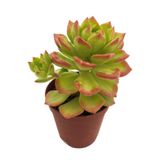 Levant Echeveria Bianca Sukulent Uçları Kırmızı 5,5 cm Saksıda