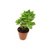 LEVANT Echeveria Bianca Sukulent Yeni Seri