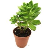 Levant Echeveria Bianca Sukulent