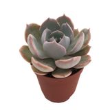 LEVANT Echeveria Morning Beauty Sukulent 5,5 cm