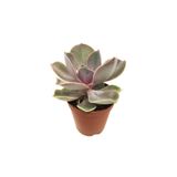 LEVANT Echeveria Perle Von Nurnberg Sukulent Yeni Seri