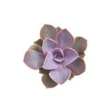 Levant Echeveria Perle Von Nurnberg Sukulent