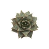 Levant Echeveria Porpusorum Sukulent