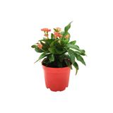 LEVANT Euphorbia Milii Dikenler Tacı Pembe Çiçek 8,5cm Saksı