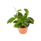 LEVANT Mum Çiçeği Hoya Carnosa Fidesi 10-20 cm