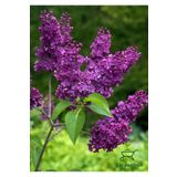 Leylak Ağacı Fidanı 1 Adet Saksılı/Tüplü 30-60cm Dış Mekan Bitkisi (Syringa)