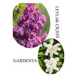 Leylak Çiçeği Fidanı 1 Adet Saksılı 30-60Cm +Kokulu Gardenya Çiçeği 20-40Cm, BTS060624NA45