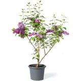 Leylak Çiçeği Fidanı 1 Adet Saksılı / Tüplü 40-60 Cm