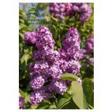 Leylak Çiçeği Fidanı 1 ADET Saksılı/Tüplü (30-60Cm) Behçe Peyzaj Bitkisi