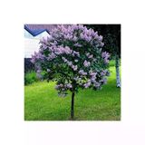Leylak Çiçeği Fidanı Kokulu Tüplü 30-50 Cm