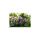 Leylak Çiçeği Fidanı Saksılı 30-60 Cm