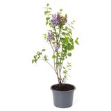 Leylak Fidanı Çiçeği Kokulu 30-50 Cm Bahçe Bitkisi