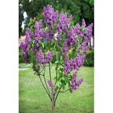 Leylak Fidanı (Syringa Chinensis) 2 Adet 30-60 Cm