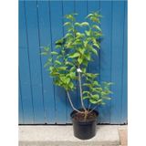 Leylak Fidanı Syringa Chinensis 40-50 Cm Bahar Çiçeği