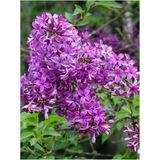 Leylak Fidanı (Syringa Chinensis) 50-100 Cm 2 Adet
