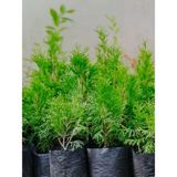 Leylandi Çam Ağacı Fidanı 20 Adet Tüplü 10-25cm Cupressus Leylandii