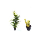 Leylandi Çam Ağacı Fidanı+Altuni Taflan Çit Bitkisi 2'li Set Dış Mekan Bitkileri, SRD04022025BYB864