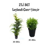 Leylandi Çam Ağacı Fidanı+Çalı Şimşiri 2'li Set Saksılı Dış Mekan Bitkisi, SRD04022025BYB937