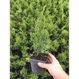 Leylandi Çam Fidanı 10-25cm 30 Adet Tüplü Bahçe Bitkisi Cupressus Leylandii