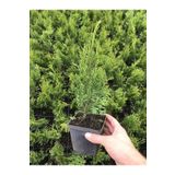Leylandi Çam Fidanı 10-30cm 30 Adet Tüplü Bahçe Bitkisi Cupressus Leylandii
