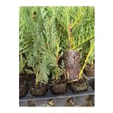 Leylandi Fidanı 10 20 Cm 40 Adet Viyolde Min Boy Cupressus Leylandii