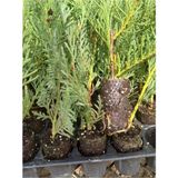 Leylandi Fidanı 10 25 Cm 40 Adet Viyolde Min Boy Cupressus Leylandii