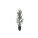 Leylandi Fidesi Cupressocyparis Leylandii