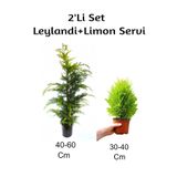 Leylandi+Limon Servi Fidanı 2'li Set Dış Mekan Bitkisi, BTSNU1202002