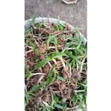 Lider Salep 🌱 Serapias Salep Fidesi | 100 Adet | Yüksek Verimli Salep Fidanı ve Salep Yumrusu