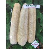 Lif Kabağı Tohumu 10 Adet Tohum