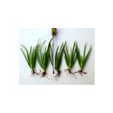 LİFE SHOP 1 Adet Aloe Vera Fidesi 25-30 Cm Arası Şifalı Sarısabır Aloe Vera (ALOVERA) Fidanı