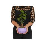 Likya Saksıda Ficus Gieseng Bonsai