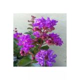Lila Mor Oya Ağacı Fidanı 30-60 Cm