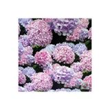 Lila Ortanca Fidanı 10-20 Cm
