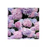 Lila Ortanca Fidanı 20-30 cm