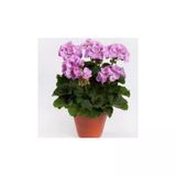 Lila Sardunya Çiçeği Fidanı Potted Lilac Geranium Flower 10-20 Cm