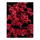 Lilac Home 5 parca kokina süsleme seti Yılbaşı Christmas bitkisi